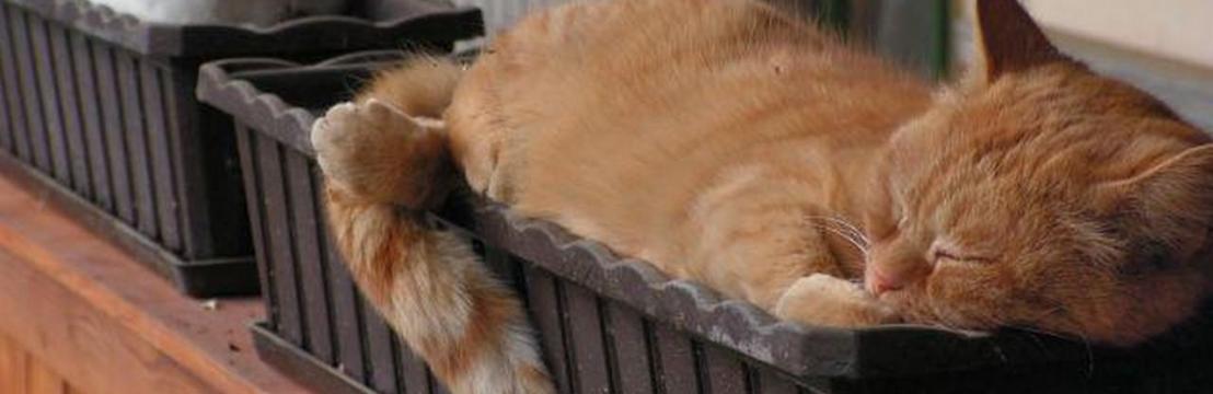 Nagy Bogl&aacute;rka