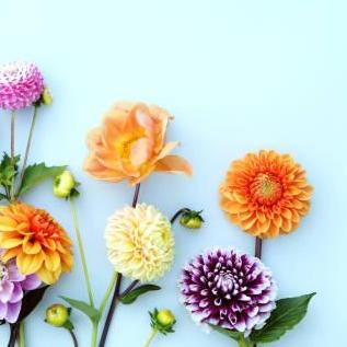 Sensation  Flowers